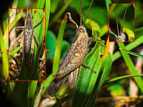 Réf. 347 718 : Chorthippus brunneus brunneus